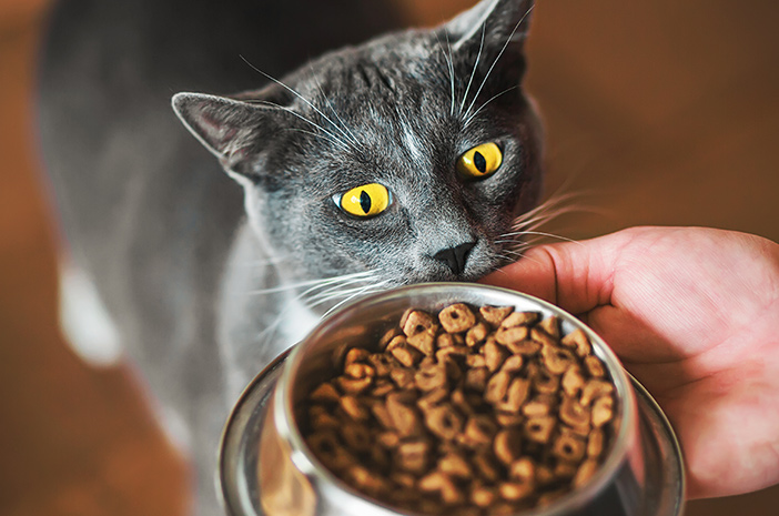 Ragam Makanan Kesukaan Kucing​ yang Bisa Anda Berikan